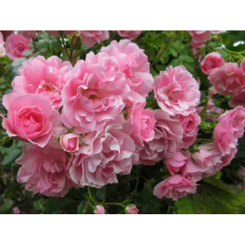Natural Pink rose